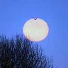 Lever de lune en fin d'automne sur le Cotentin