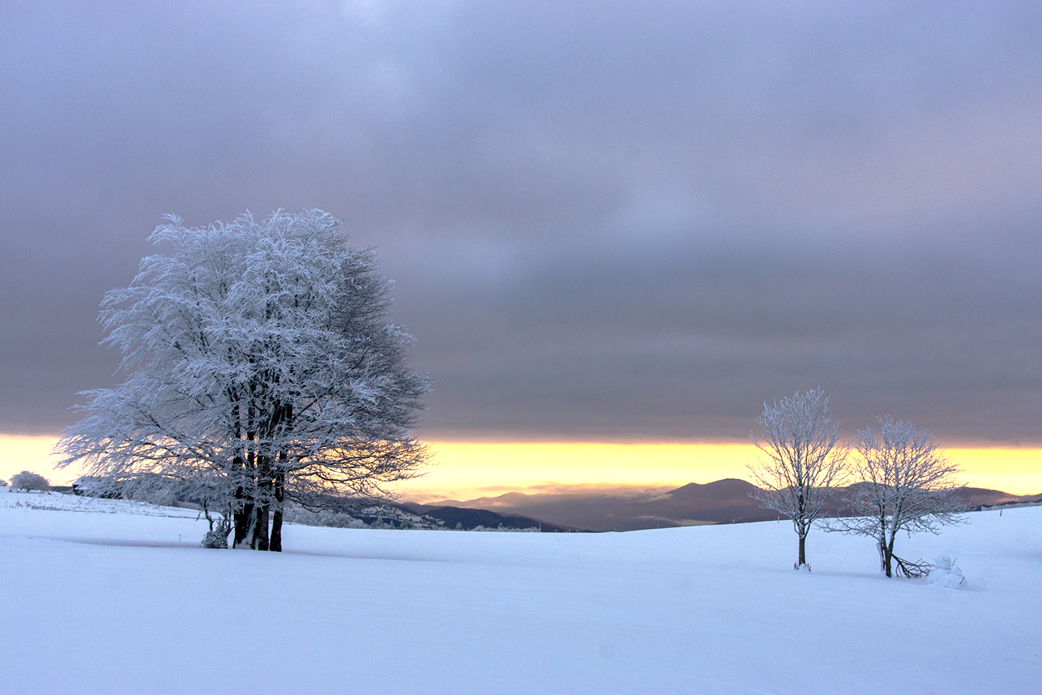 Lever de rideau photo et image nature, hiver, arbre Images