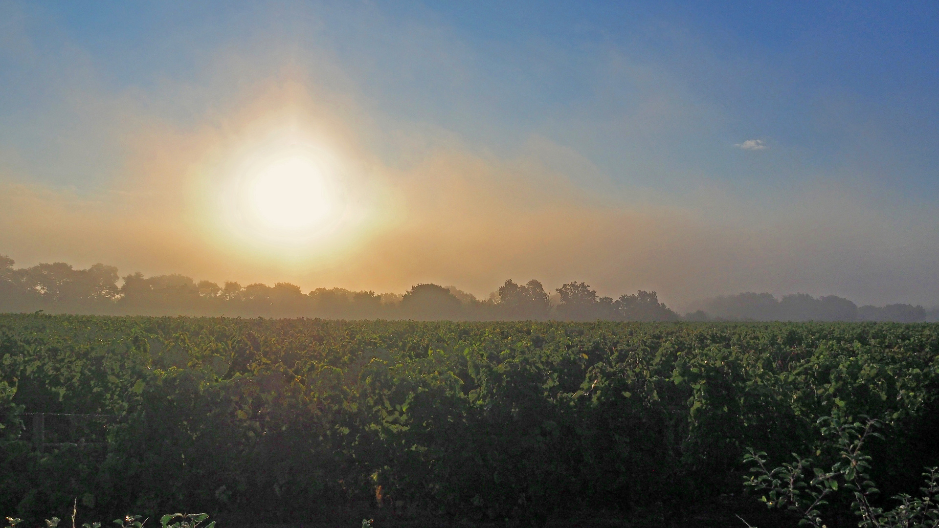 Lever de soleil brumeux en Ténarèze