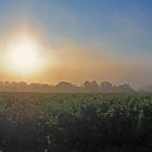 Lever de soleil brumeux en Ténarèze