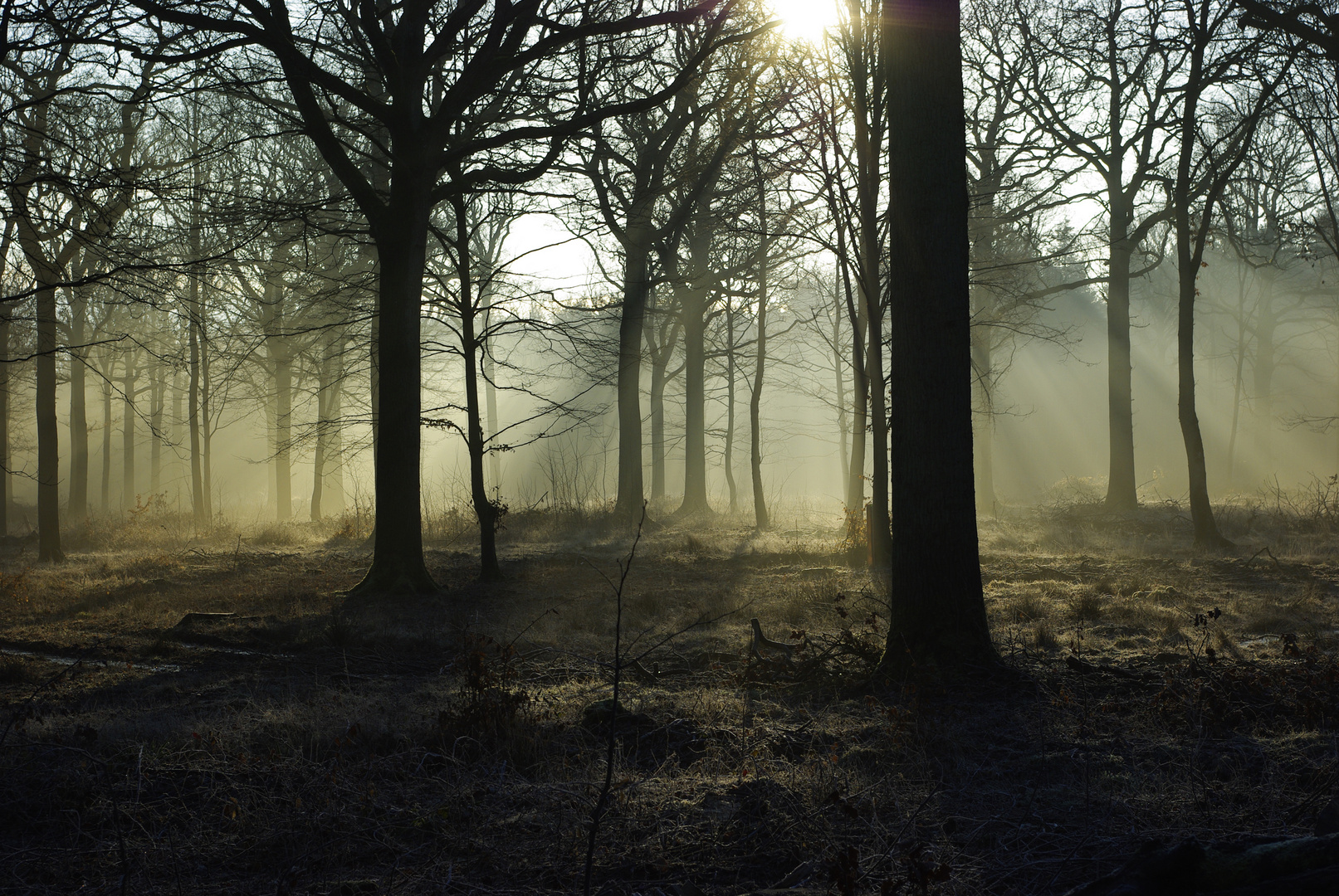 lever de soleil en foret