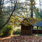 lever de soleil en forêt