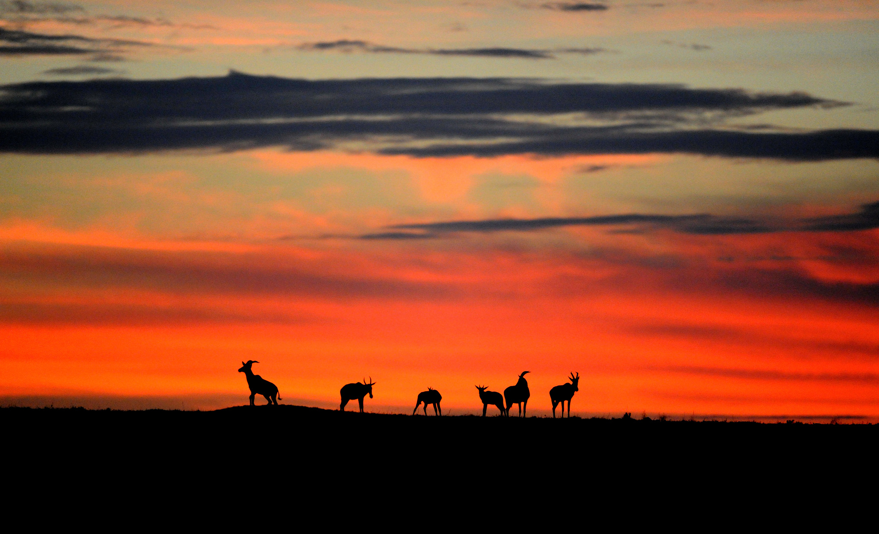 Lever de Soleil en présence des Topis sur le Mara