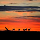 Lever de Soleil en présence des Topis sur le Mara