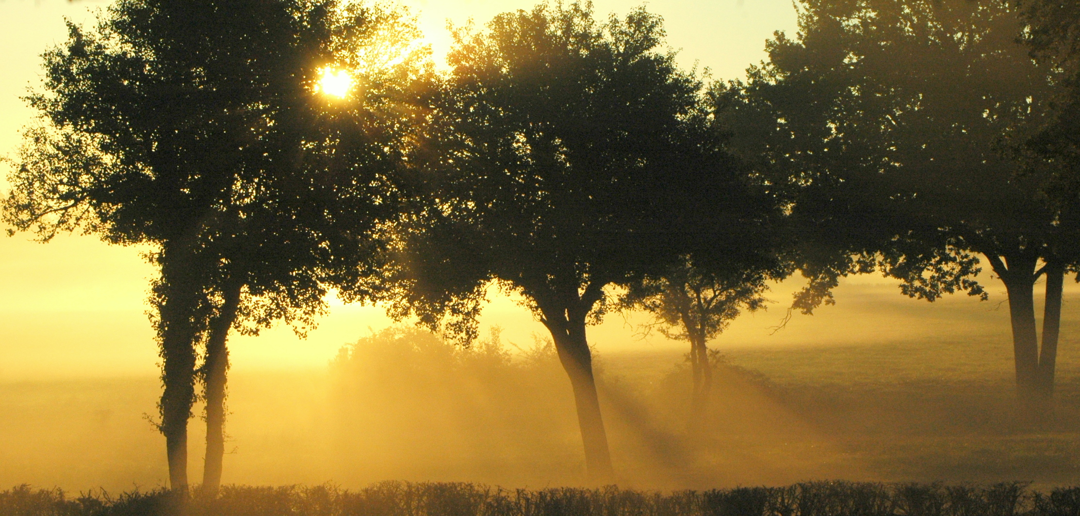 Lever de soleil - Forêt de CHAMBORD -