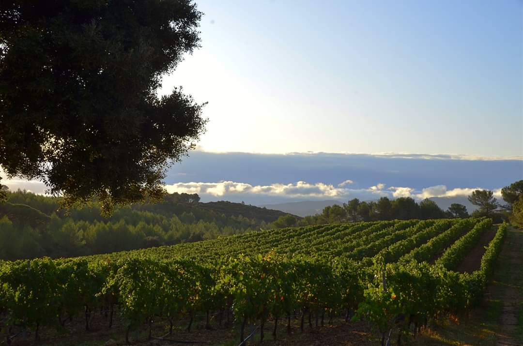 Lever de soleil sur les vignes