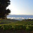 Lever de soleil sur les vignes