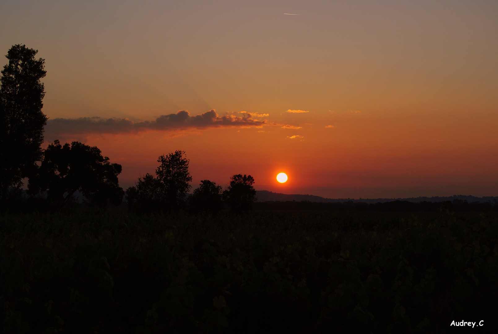 Lever du soleil dans les vignes de Salles d'Aude (11)