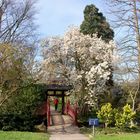 Leverkusen - Bayer, Japanischer Garten, beginnende Blüte