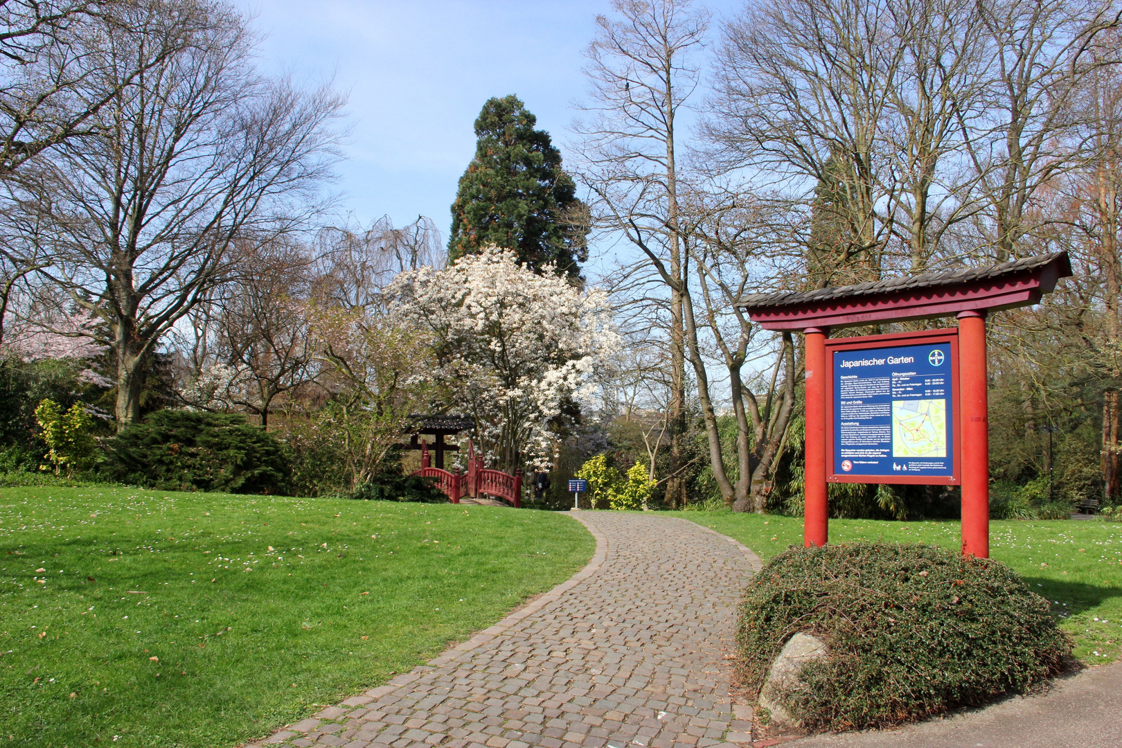 Leverkusen - Bayer, Japanischer Garten, beginnende Blüte