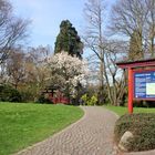 Leverkusen - Bayer, Japanischer Garten, beginnende Blüte