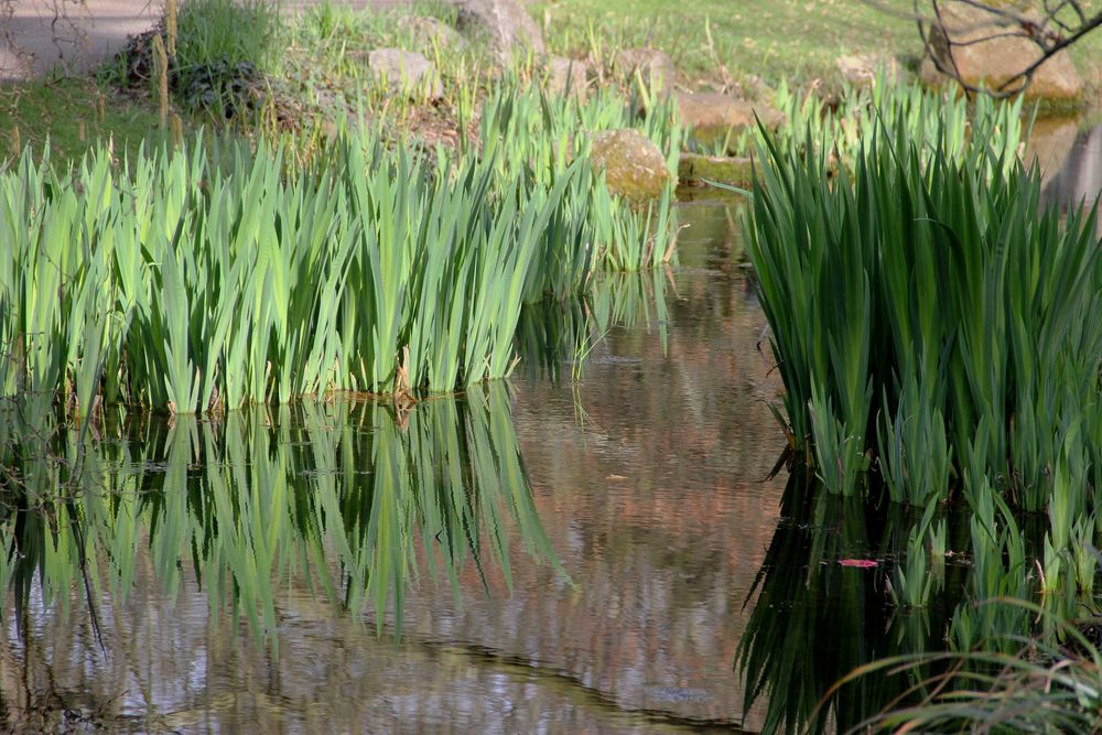 Leverkusen - Bayers Japanischer Garten, beginnende Blüte