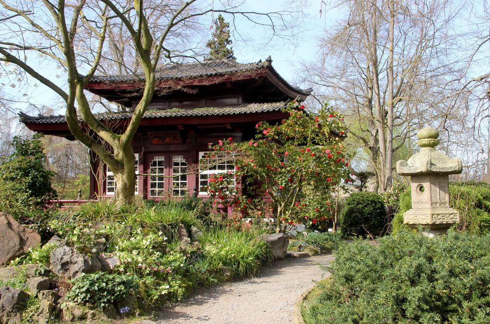 Leverkusen - Bayers Japanischer Garten, beginnende Blüte