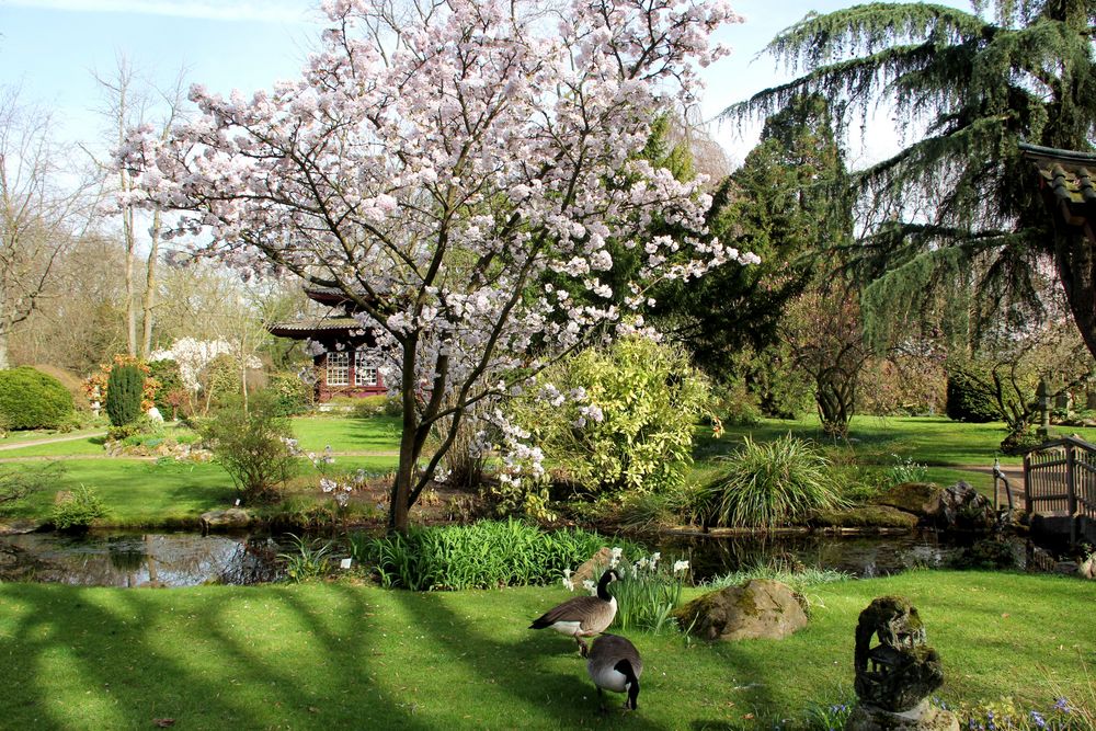 Leverkusen - Bayers Japanischer Garten, beginnende Blüte