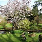 Leverkusen - Bayers Japanischer Garten, beginnende Blüte