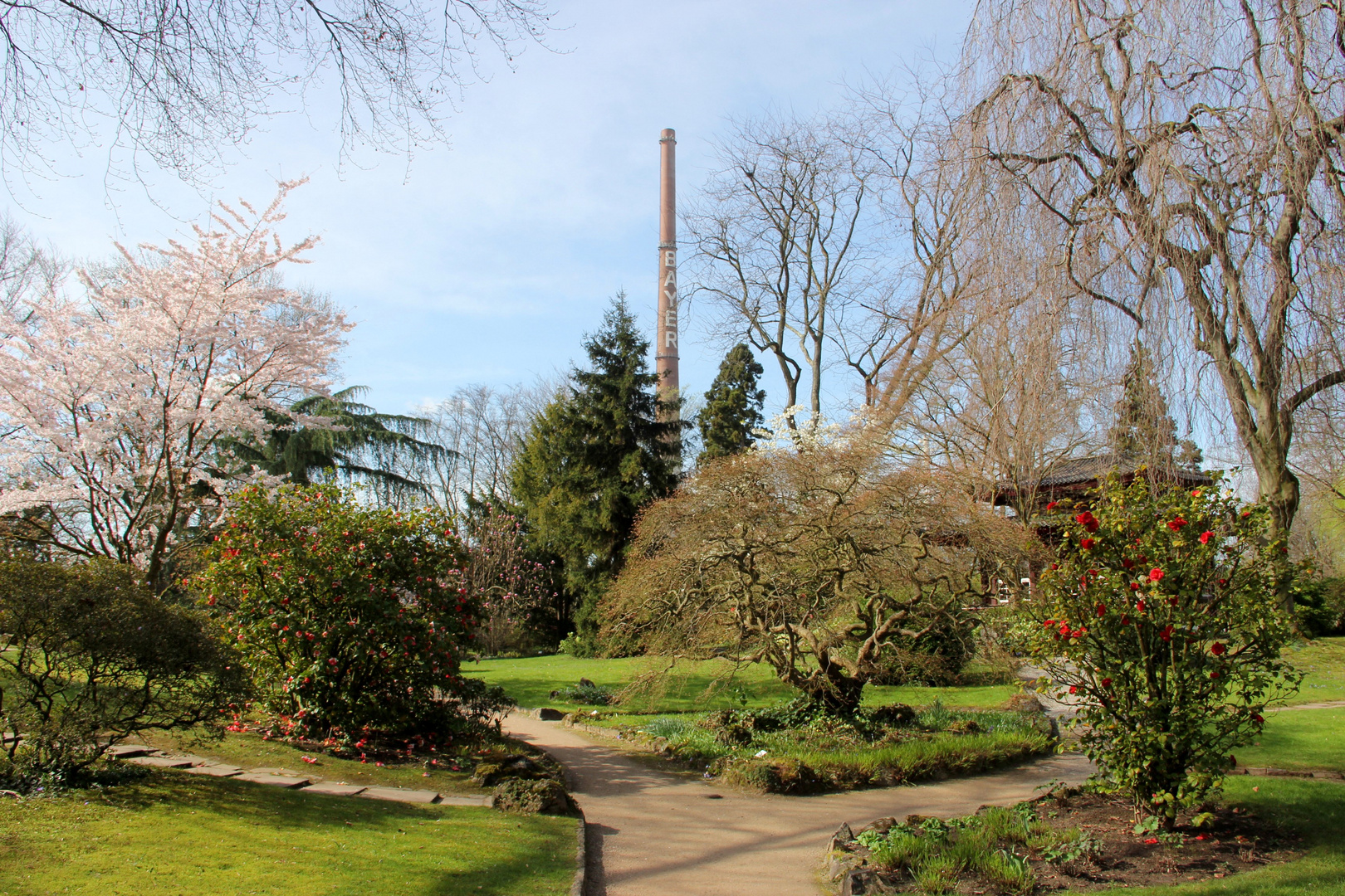 Leverkusen - Bayers Japanischer Garten, beginnende Blüte