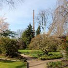 Leverkusen - Bayers Japanischer Garten, beginnende Blüte