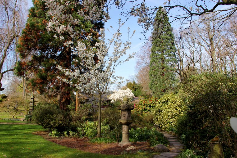 Leverkusen - Bayers Japanischer Garten, beginnende Blüte