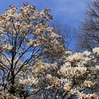 Leverkusen - Bayers Japanischer Garten, beginnende Blüte