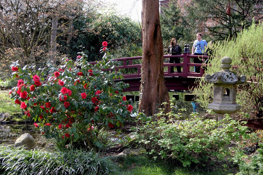 Leverkusen - Bayers Japanischer Garten, beginnende Blüte