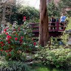 Leverkusen - Bayers Japanischer Garten, beginnende Blüte