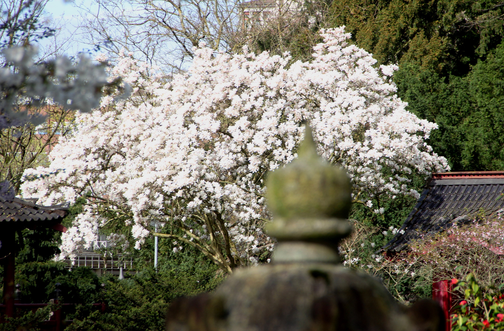 Leverkusen - Bayers Japanischer Garten, beginnende Blüte