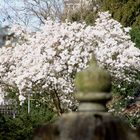 Leverkusen - Bayers Japanischer Garten, beginnende Blüte