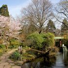 Leverkusen - Bayers Japanischer Garten, beginnende Blüte