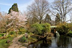 Leverkusen - Bayers Japanischer Garten, beginnende Blüte