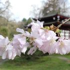 Leverkusen - Im Japanischen Garten