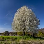 Leverkusen Neuboddenberg