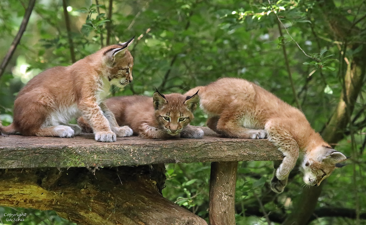 Levi, Thore und Leandra