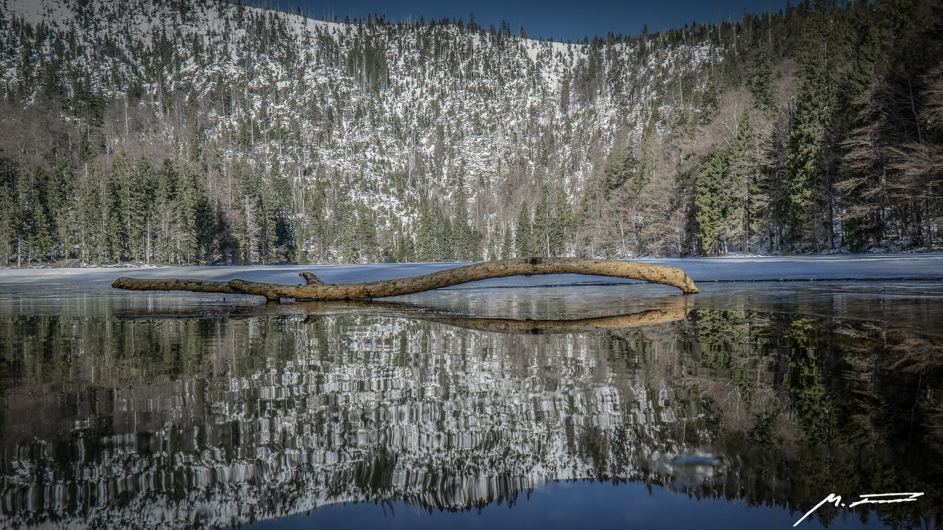 levitate_branch