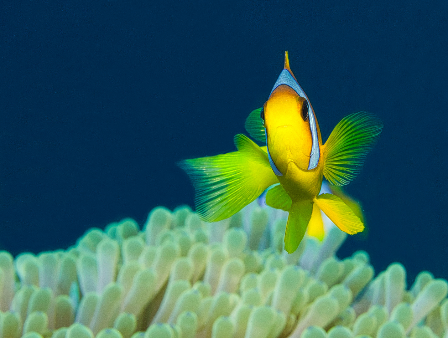 Levitating in the Reef