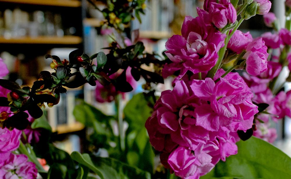 Levkojen vor Bücherwand: Mittwochsblümchen 13