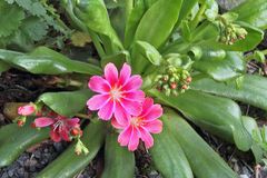 Lewisia