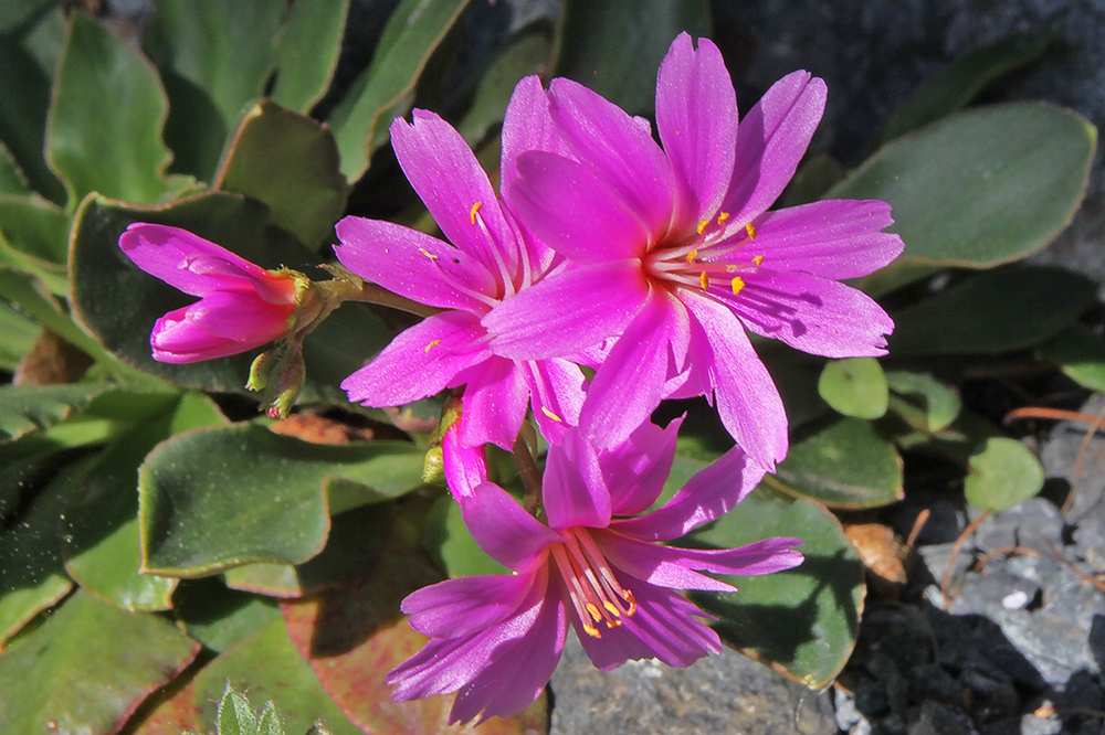 Lewisia 2