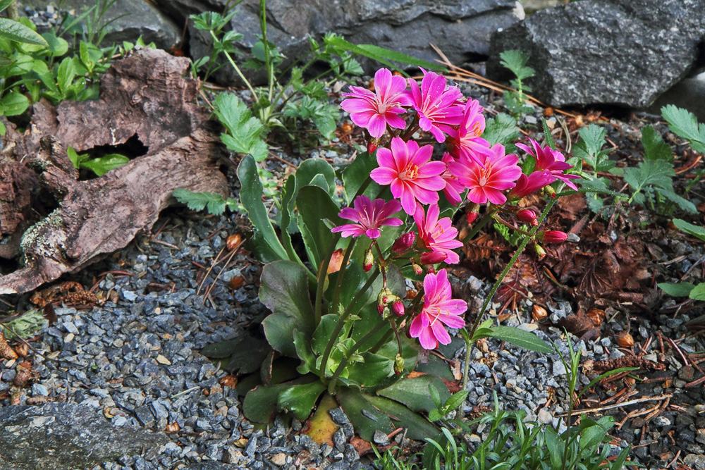 Lewisia