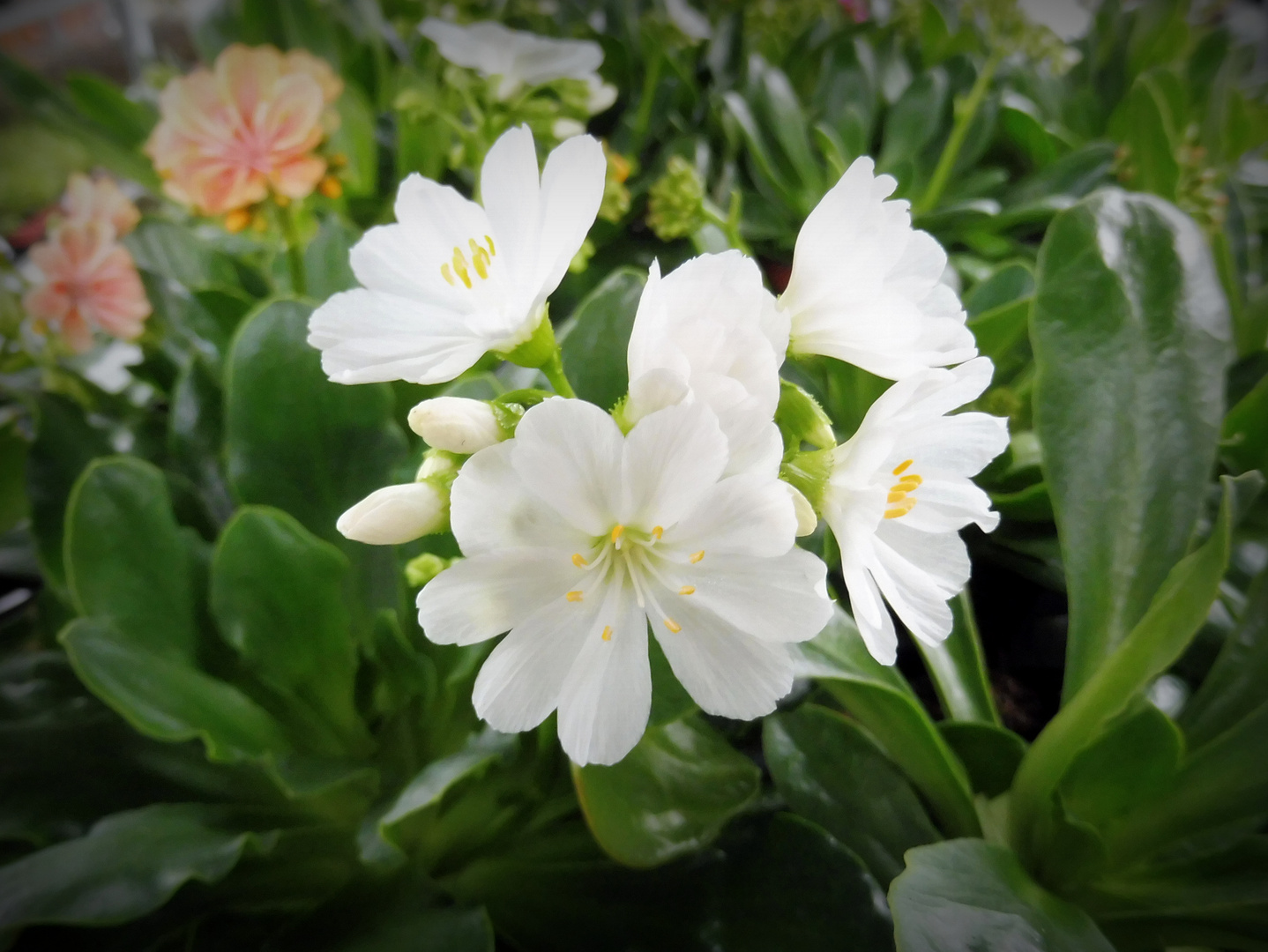 Lewisia