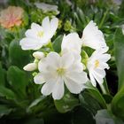 Lewisia