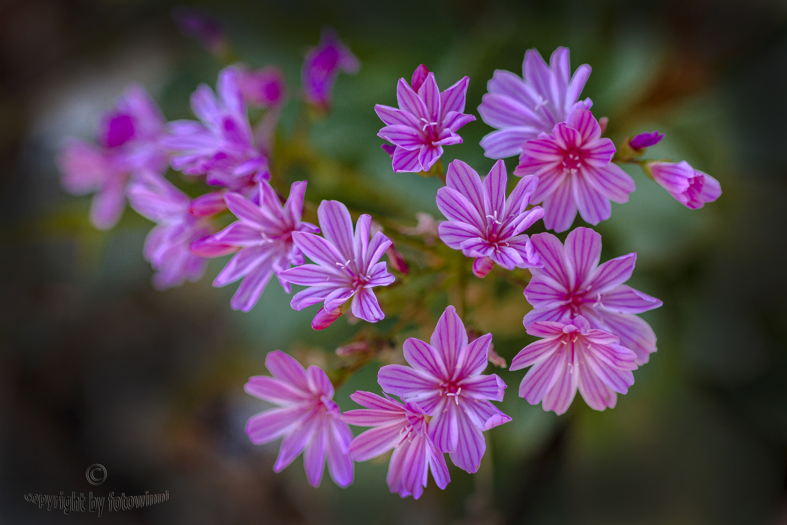 Lewisia (auch Bitterwurz oder Porzellanröschen)