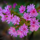 Lewisia (auch Bitterwurz oder Porzellanröschen)