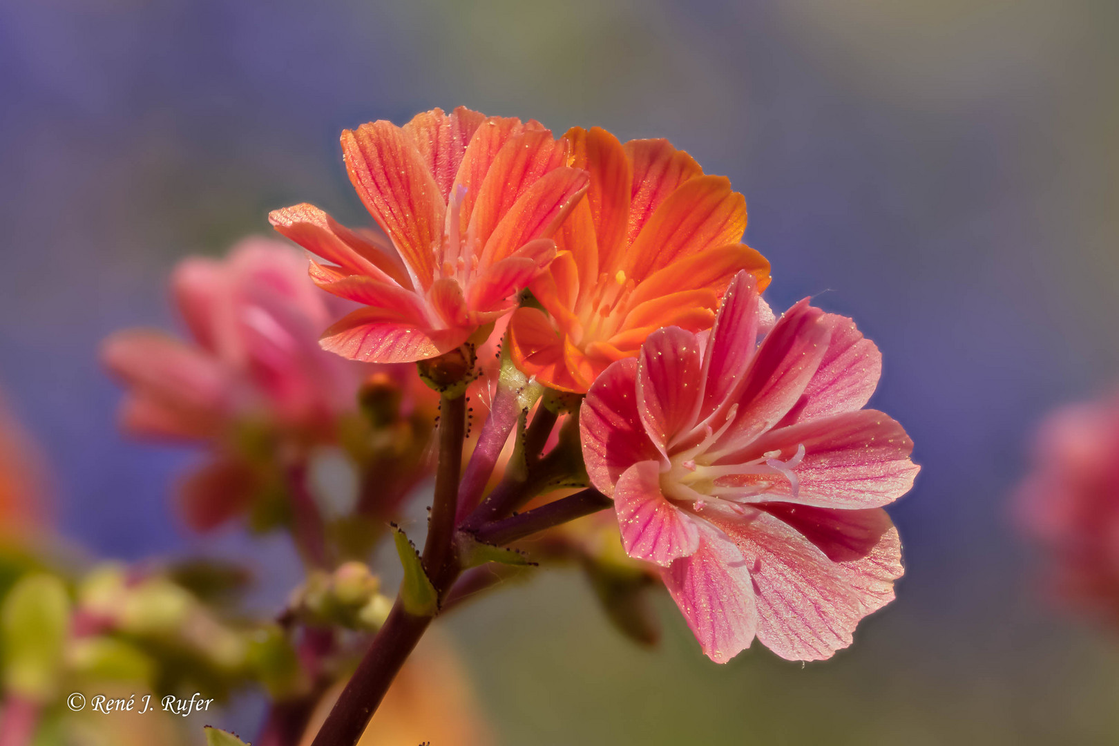 Lewisia