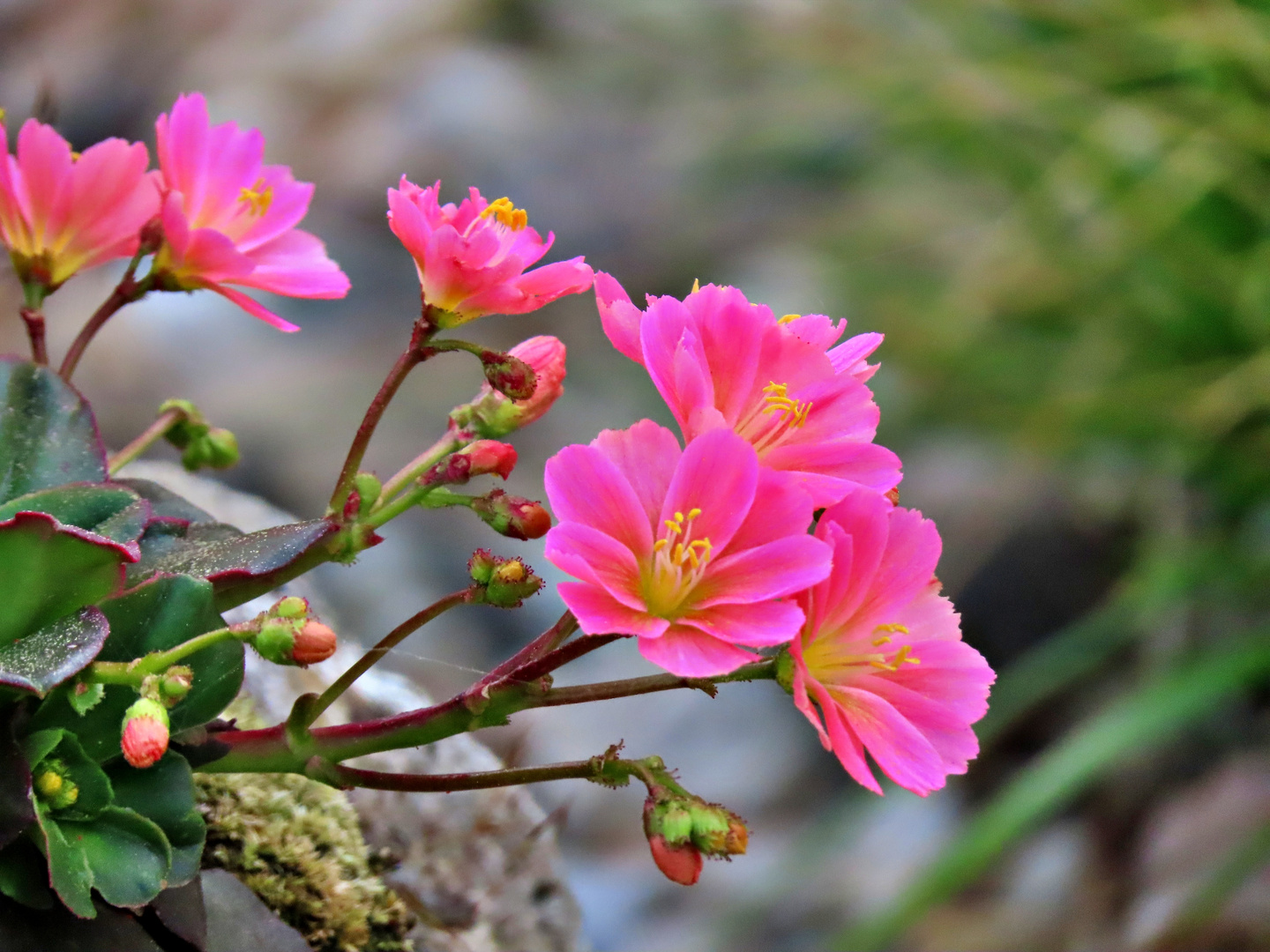 Lewisia/ Bitterwurz 