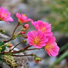 Lewisia/ Bitterwurz 