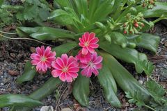 Lewisia-Bitterwurz