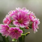 Lewisia  - Bitterwurz  -  Porzellanröschen....