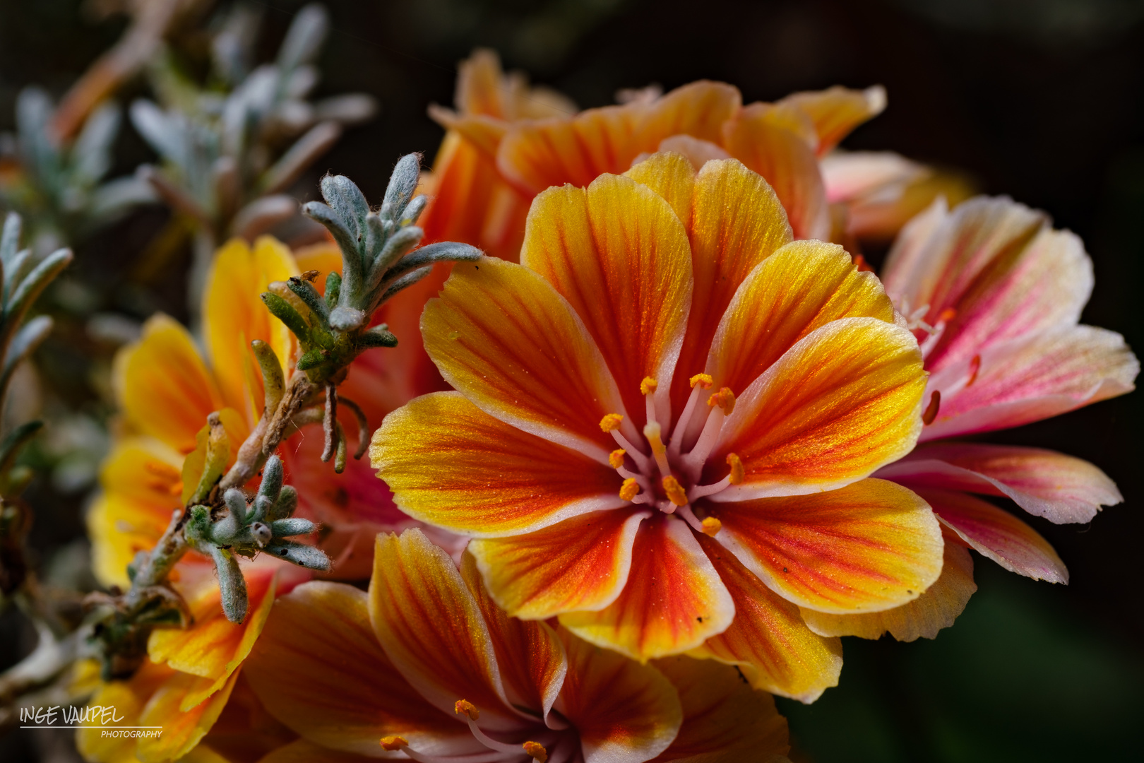 Lewisia - Bitterwurz - Porzellanröschen