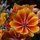 Lewisia - Bitterwurz - Porzellanröschen