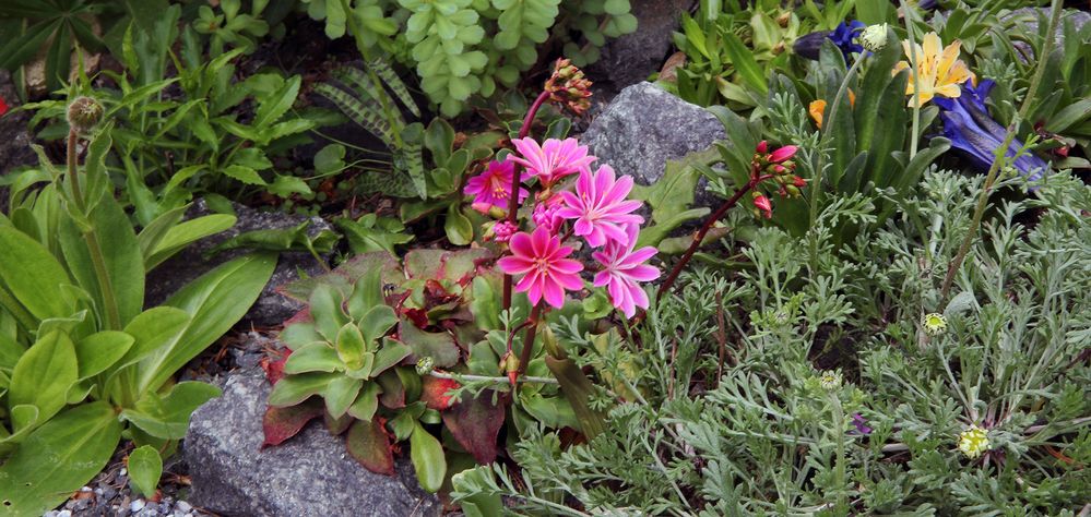 Lewisia - Bitterwurz und andere Urgestein bevorzugende Alpine